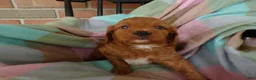 Cockapoo dogs for sale: Casper - Ad 5