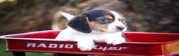 Beagle dogs for sale: Ollie Belle - Ad 9