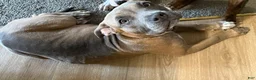 American Bully dogs for sale: American Bully 1 - Ad 2