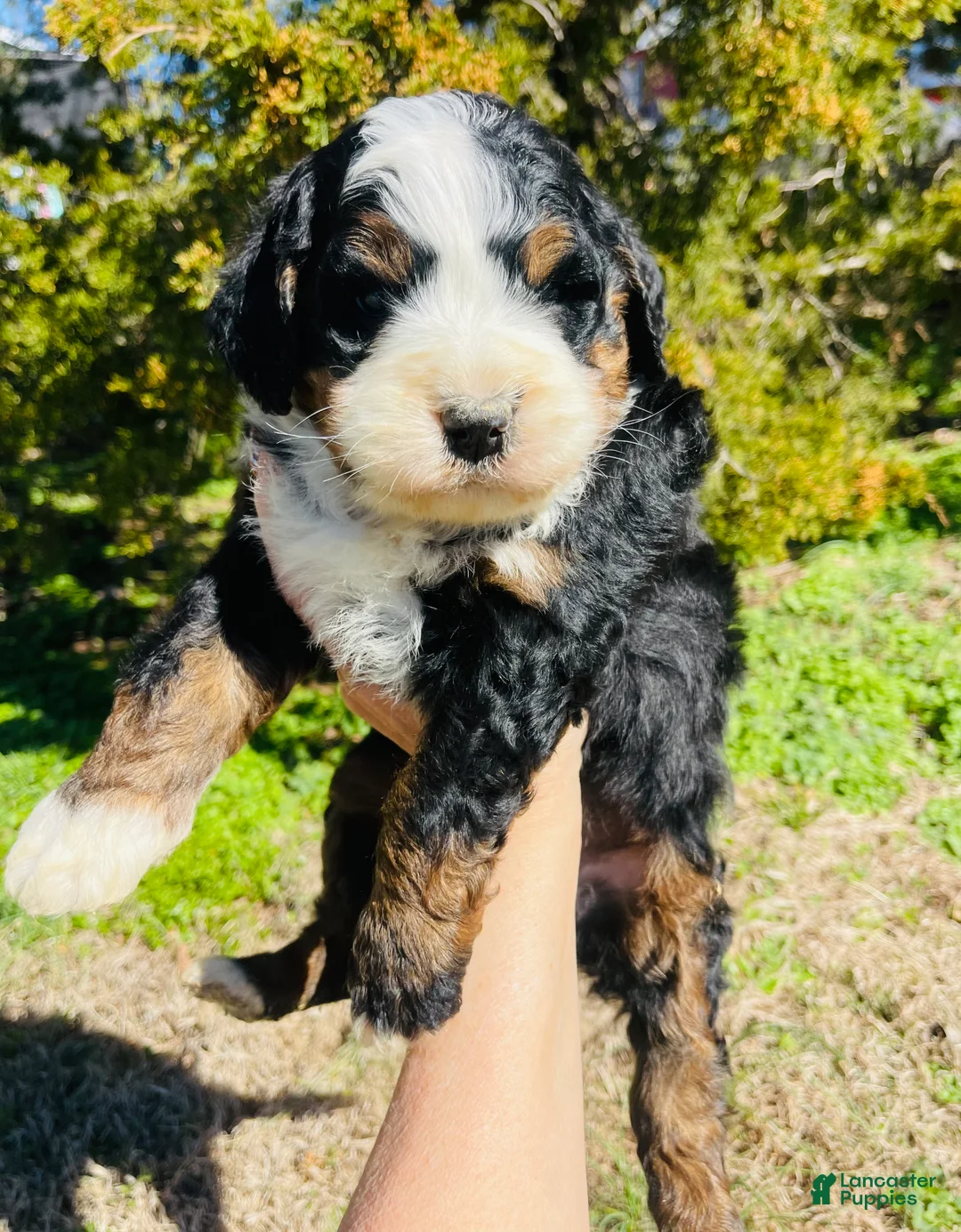 Bernedoodle dogs for sale: Bernedoodle “Clover” - Ad 1