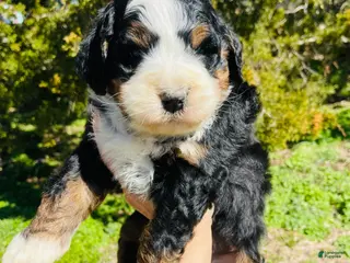 Bernedoodle dogs Bernedoodle “Clover” - Ad 6