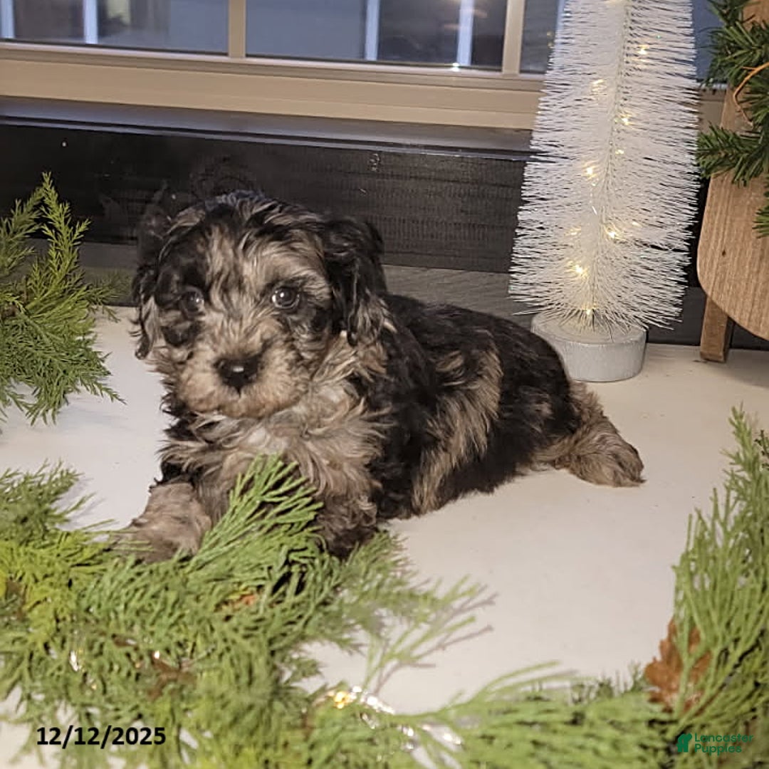 Mixed Breed dogs for sale: Trevor - Ad 2