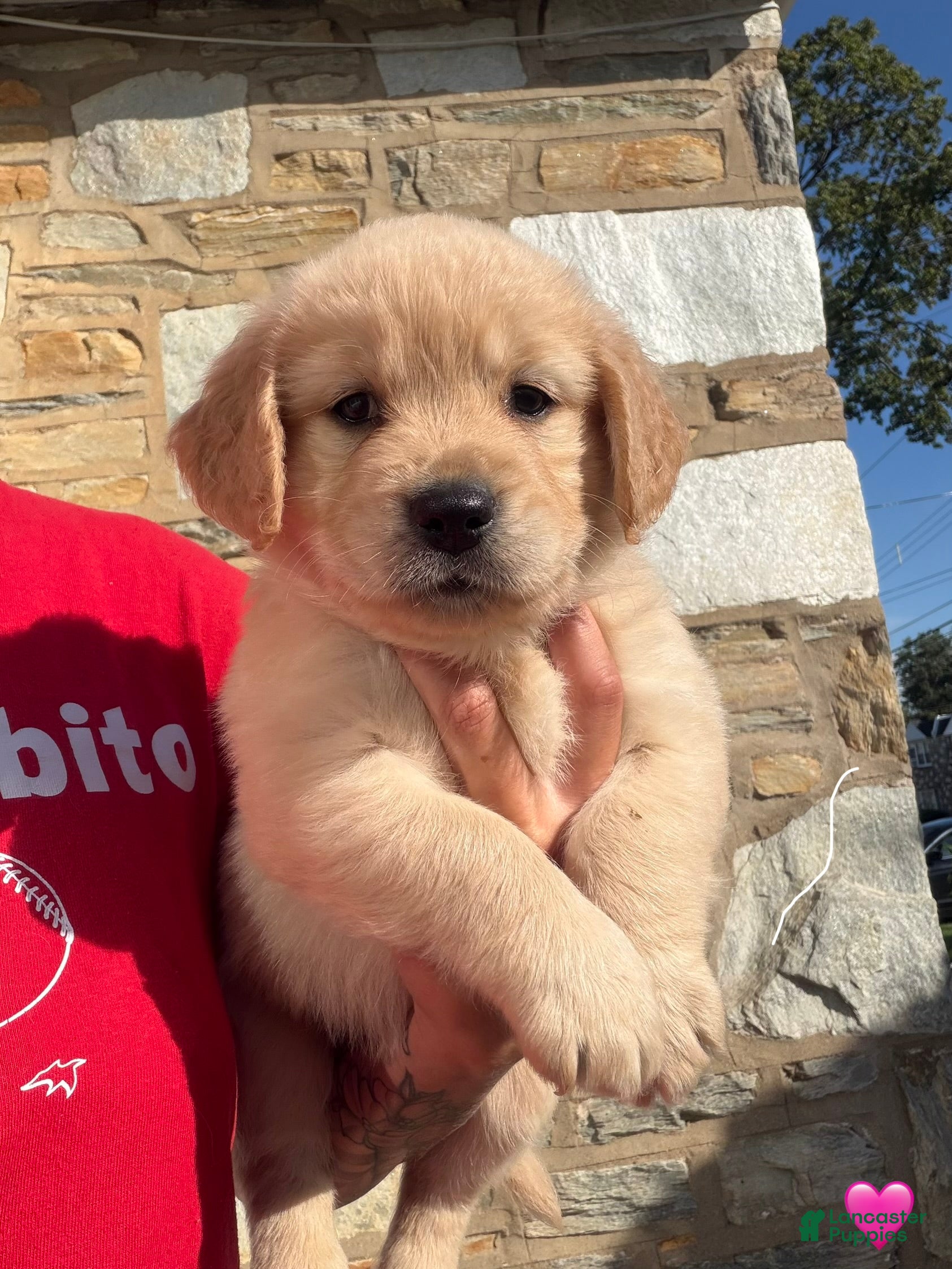 Golden Retriever dogs Bambi - Ad 8