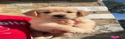 Golden Retriever dogs for sale: Bambi - Ad 1