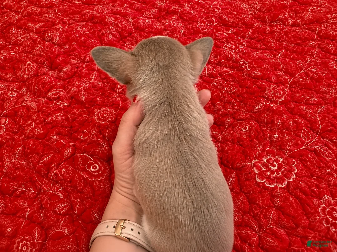 Chihuahua dogs for sale: Firdie - Ad 2