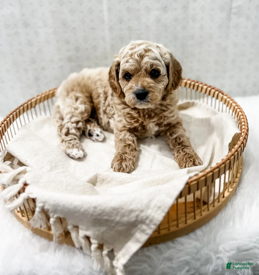 Cavapoo dogs for sale: Remi - Ad 6