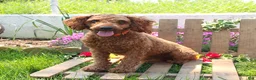 Maltipoo dogs for sale: Lizzie - Ad 5