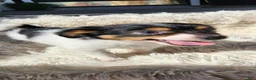 Chihuahua dogs for sale: Kipton - Ad 6
