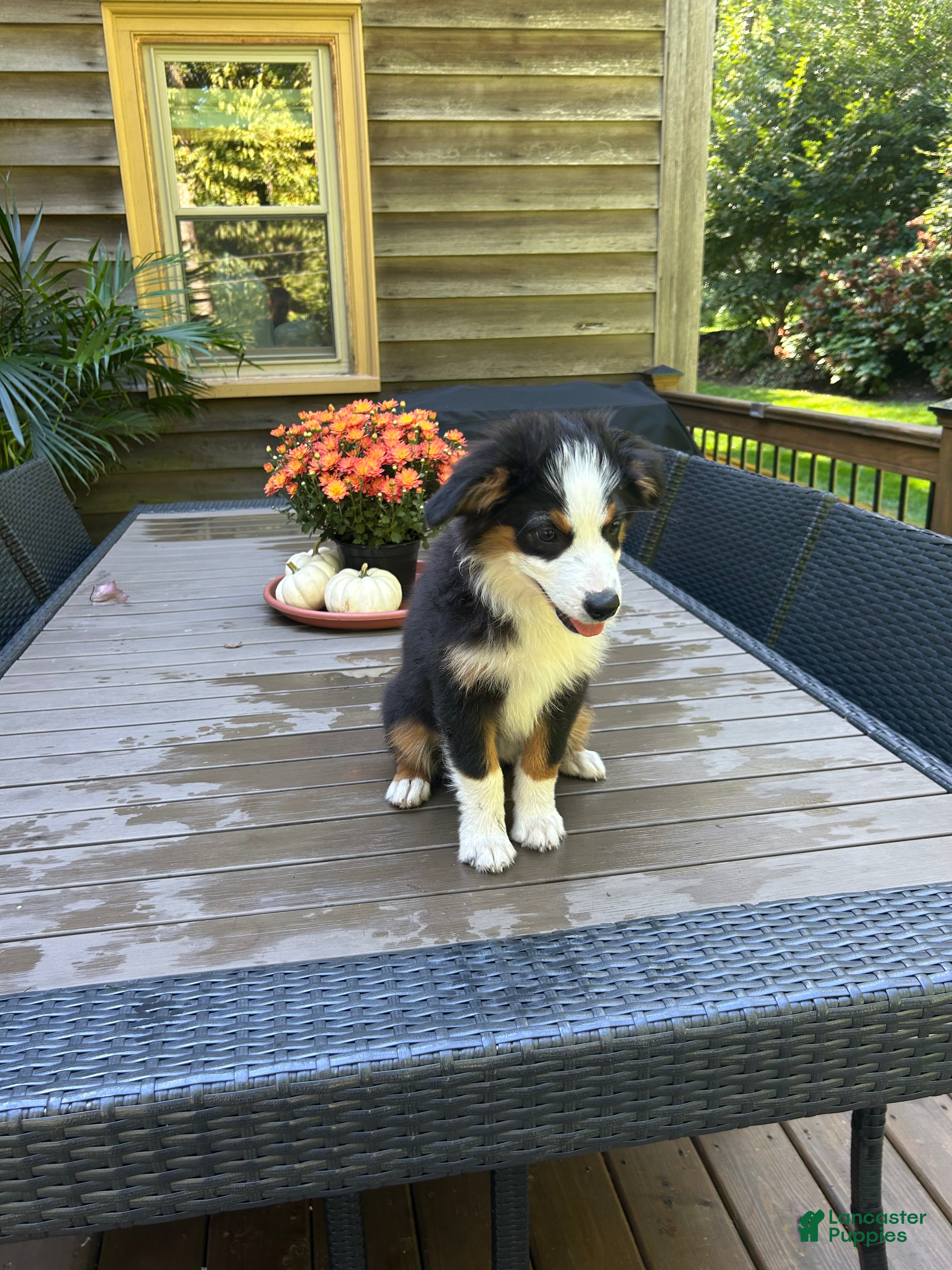 Miniature Australian Shepherd dogs Sunny  - Ad 2