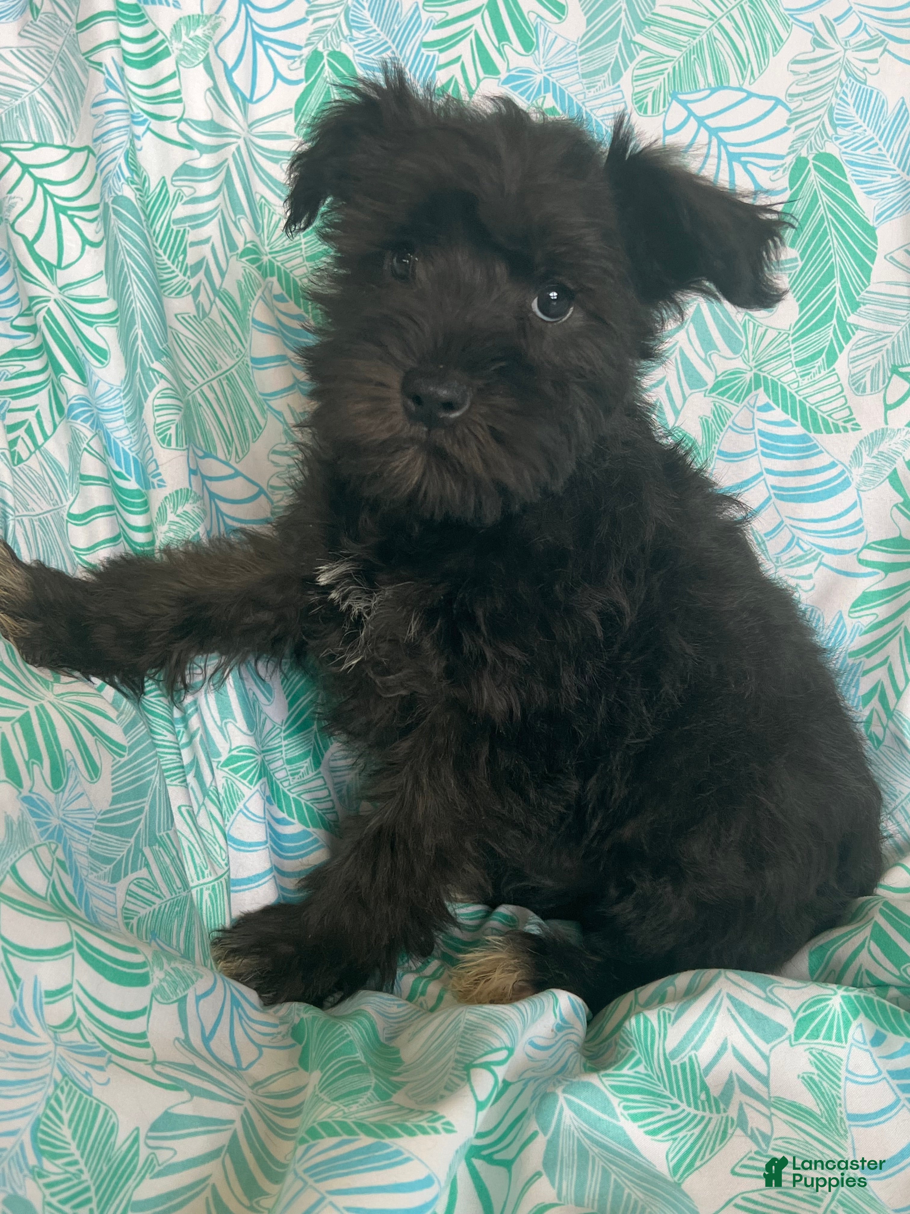 Miniature Schnauzer dogs Miniature Schnauzer 3 (Taylor) - Ad 1