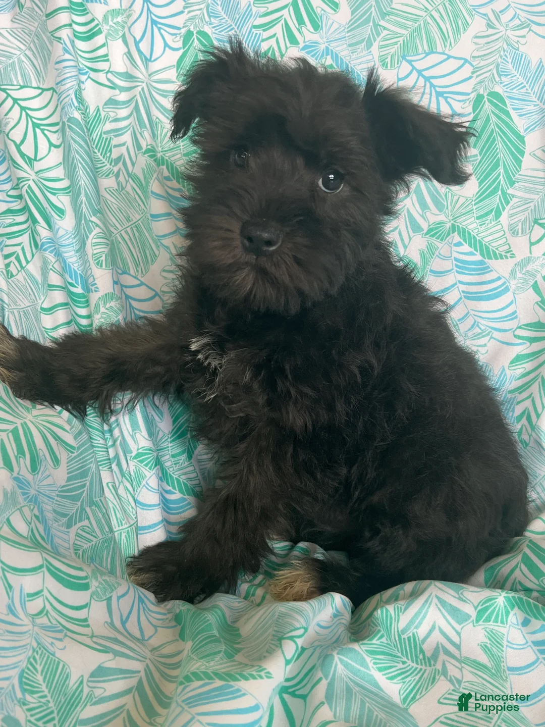 Miniature Schnauzer dogs for sale: Miniature Schnauzer 3 (Taylor) - Ad 1