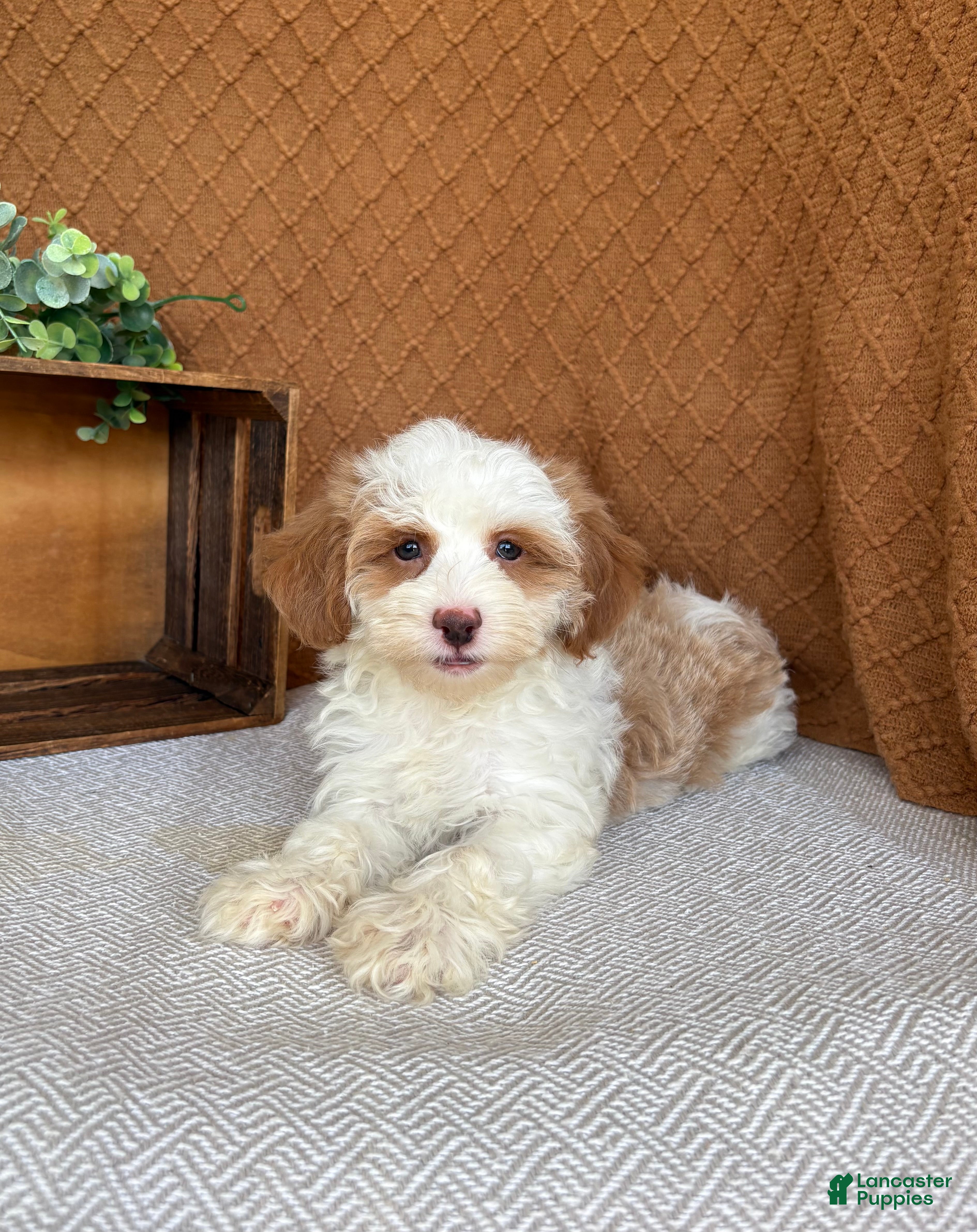 Havanese dogs Tasha - Ad 2