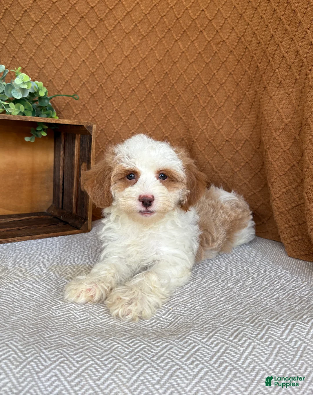 Havanese dogs for sale: Tasha - Ad 2