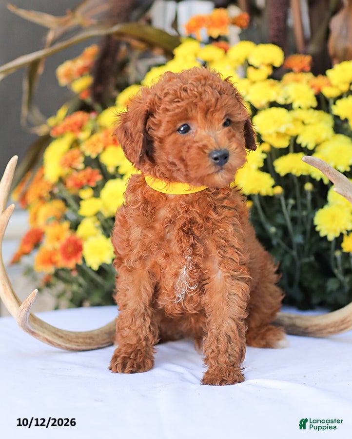 Miniature Poodle dogs Liam - Ad 1