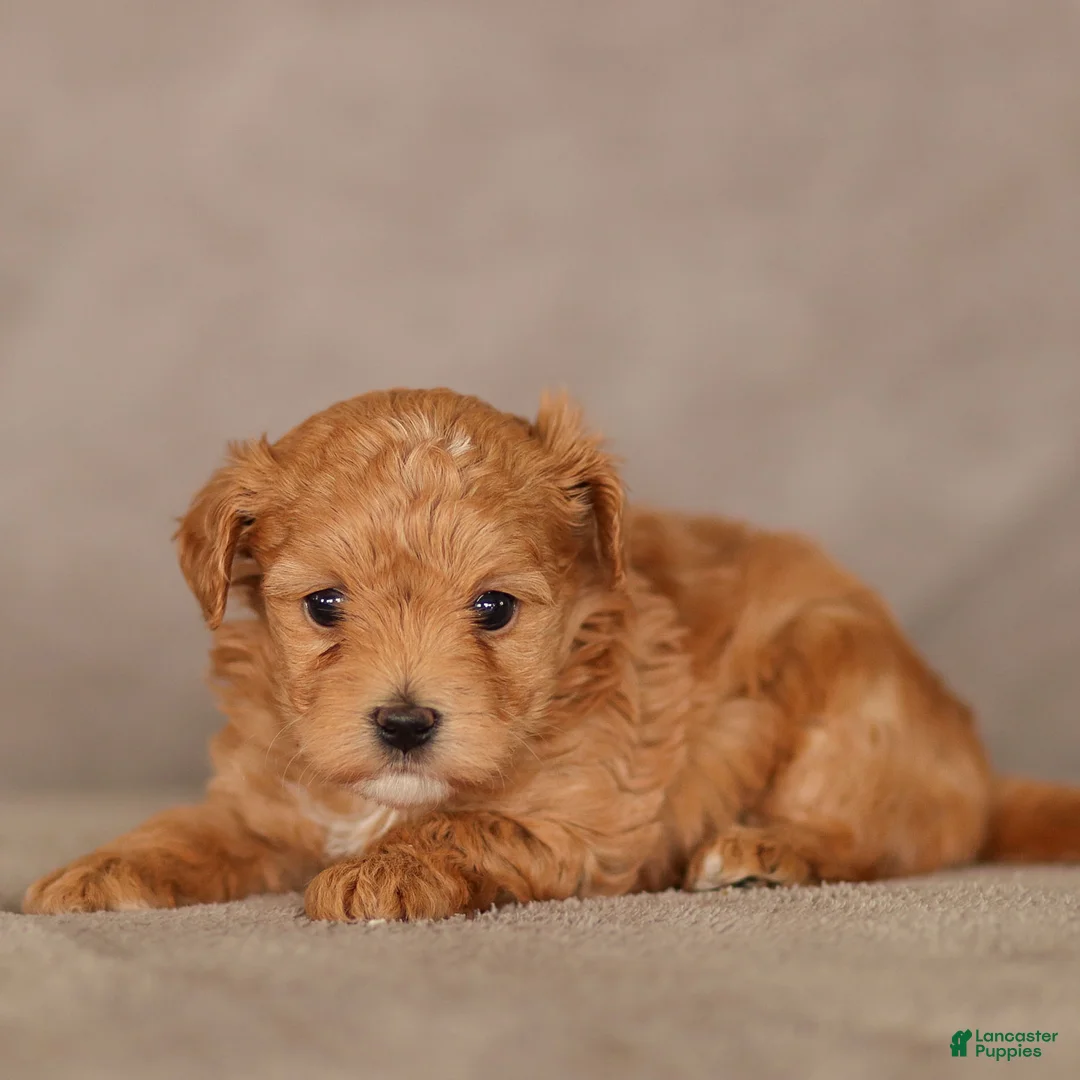 Maltipoo dogs for sale: Felicity Maltipoo Puppy  - Ad 3