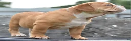 Mixed Breed dogs for sale: Hercules Bulldog hybrid  - Ad 14