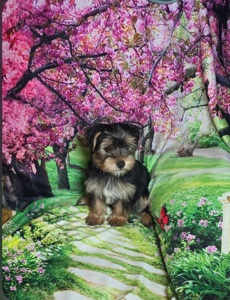 Yorkshire Terrier dogs for sale: Blue - Ad 1