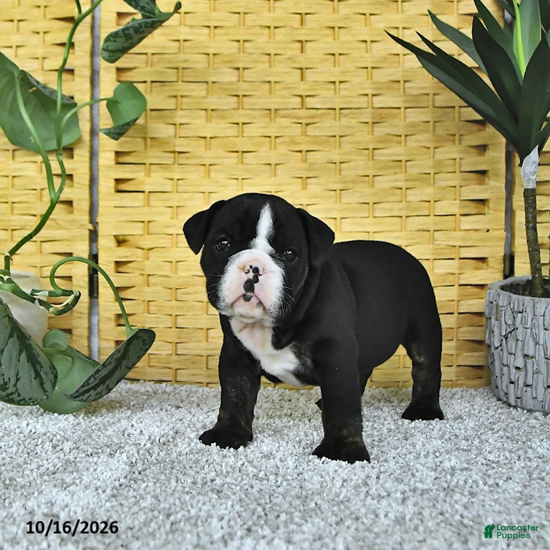 English Bulldog dogs for sale: Augie - Ad 2