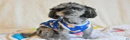 Cavapoo dogs for sale: Cavapoo 3 Twinkle - Ad 18