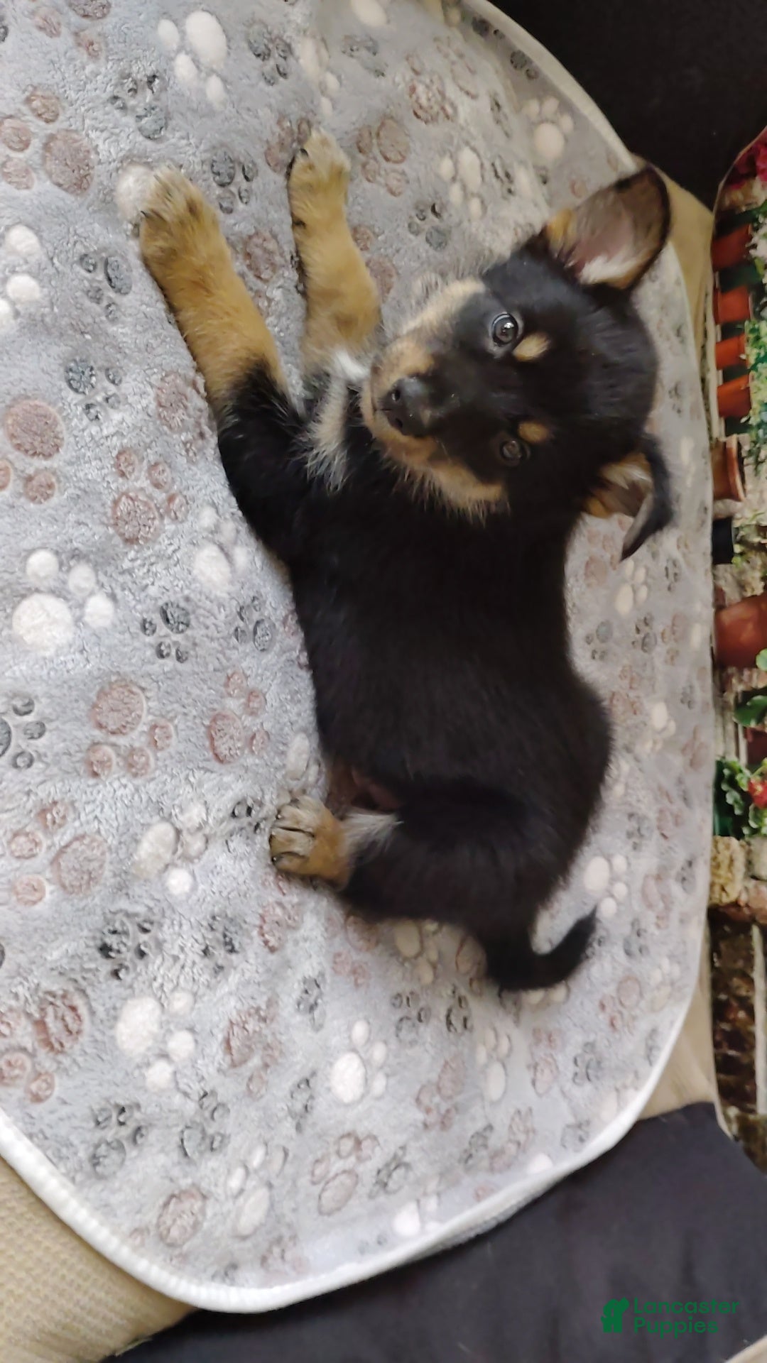 Mixed Breed dogs Mixed Breed 6 - Ad 1