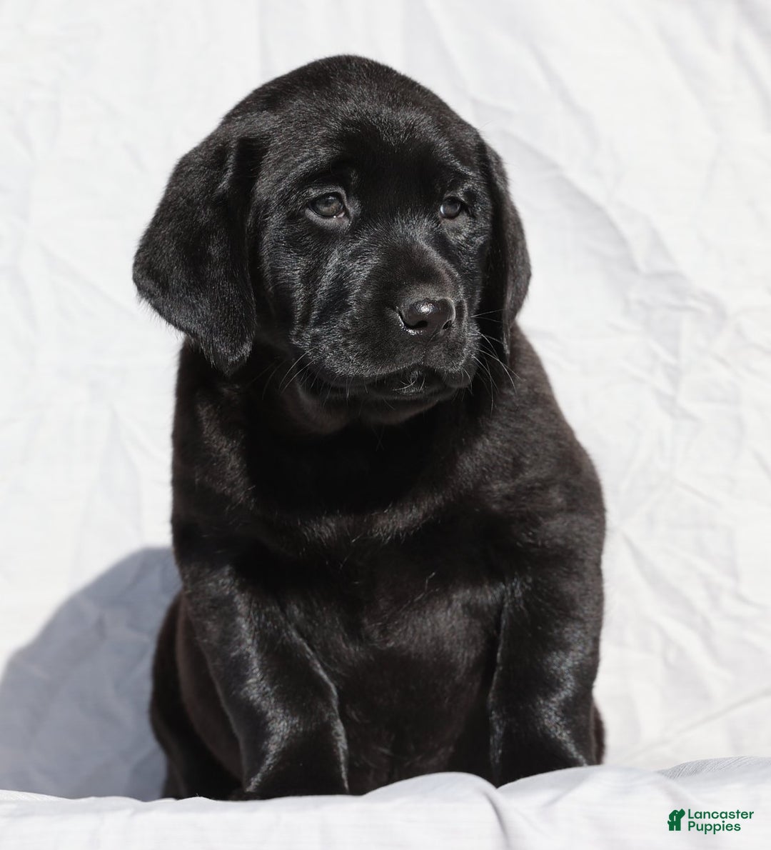 Labrador Retriever dogs for sale: Twinkle - Ad 2