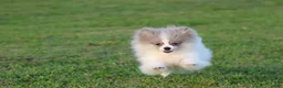 Pomeranian dogs for sale: Twirls - Ad 4