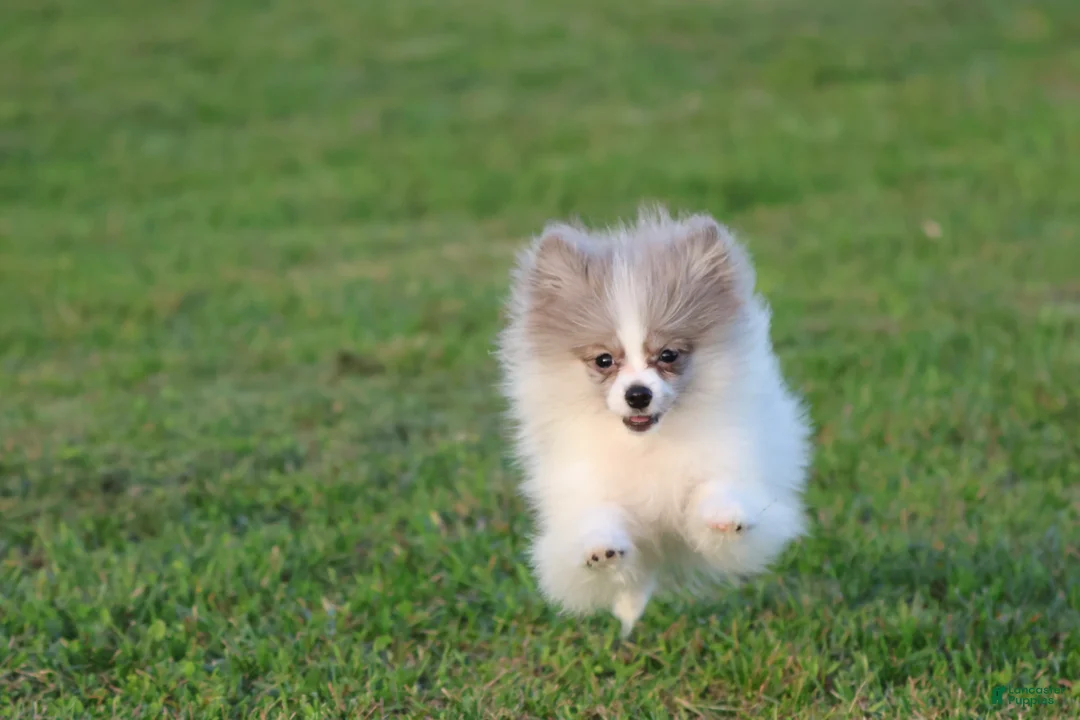 Pomeranian dogs for sale: Twirls - Ad 4