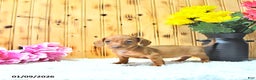 Miniature Dachshund dogs for sale: Mindy - Ad 3