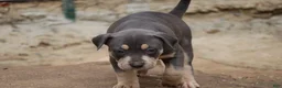 American Bully dogs for sale: Leia - Ad 10
