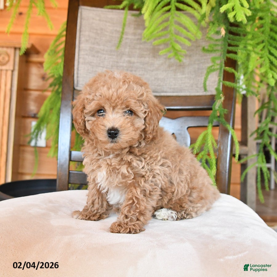 Maltipoo dogs Jentle - Ad 15