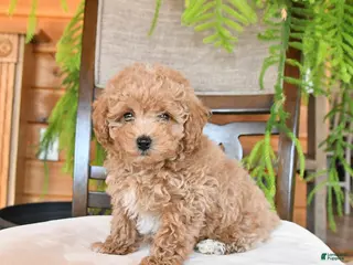 Maltipoo dogs Jentle - Ad 15