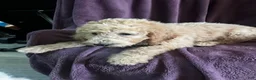 Goldendoodle dogs for sale: Sky- male - Ad 4