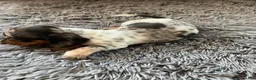 Miniature Dachshund dogs for sale: Akc Rose - Ad 3