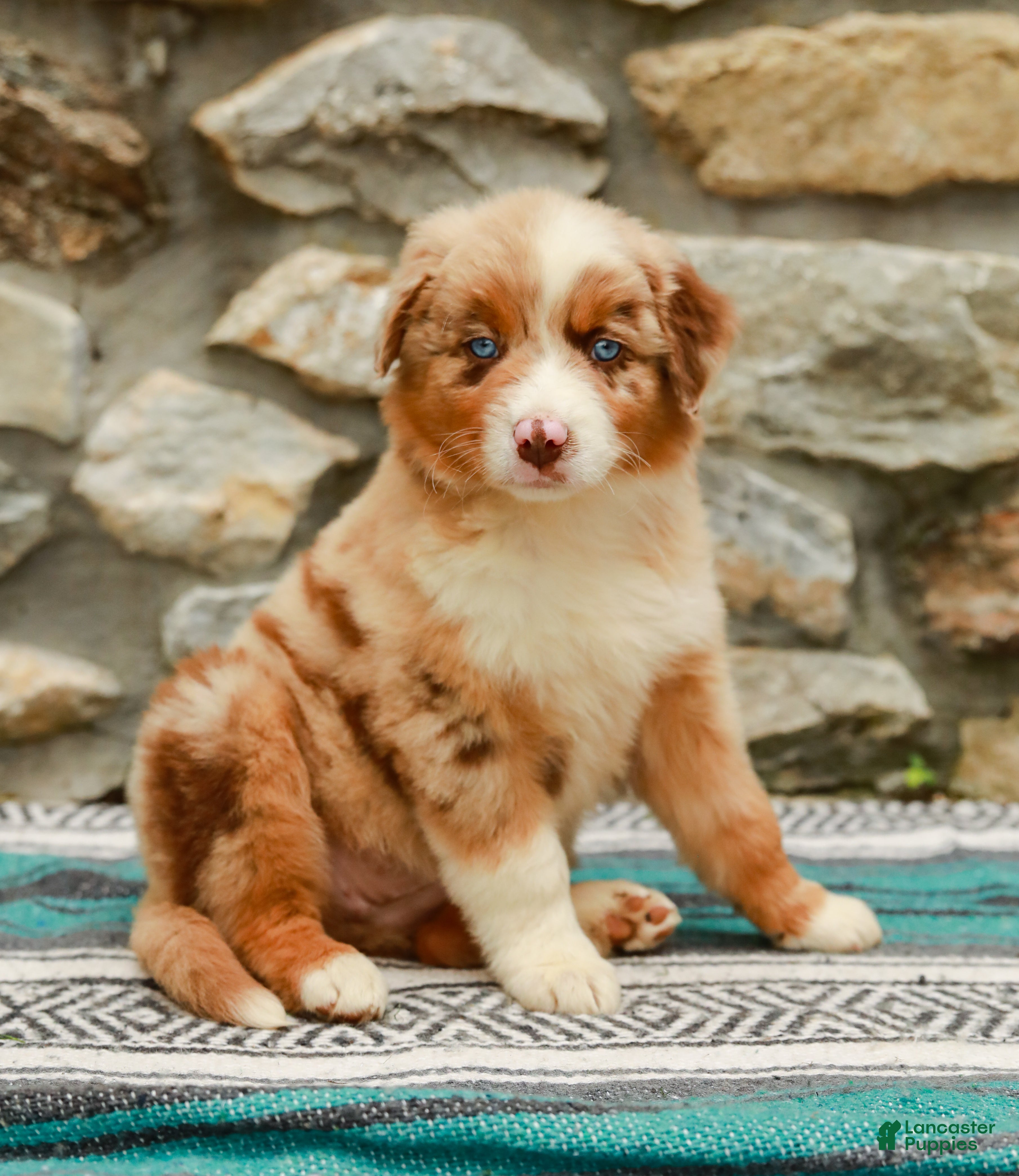 Australian Shepherd dogs Fern - Ad 1