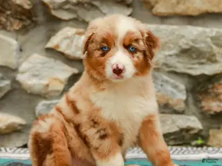Australian Shepherd dogs for sale: Fern - Ad 3