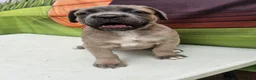 Cane Corso dogs for sale: COCO - Ad 14