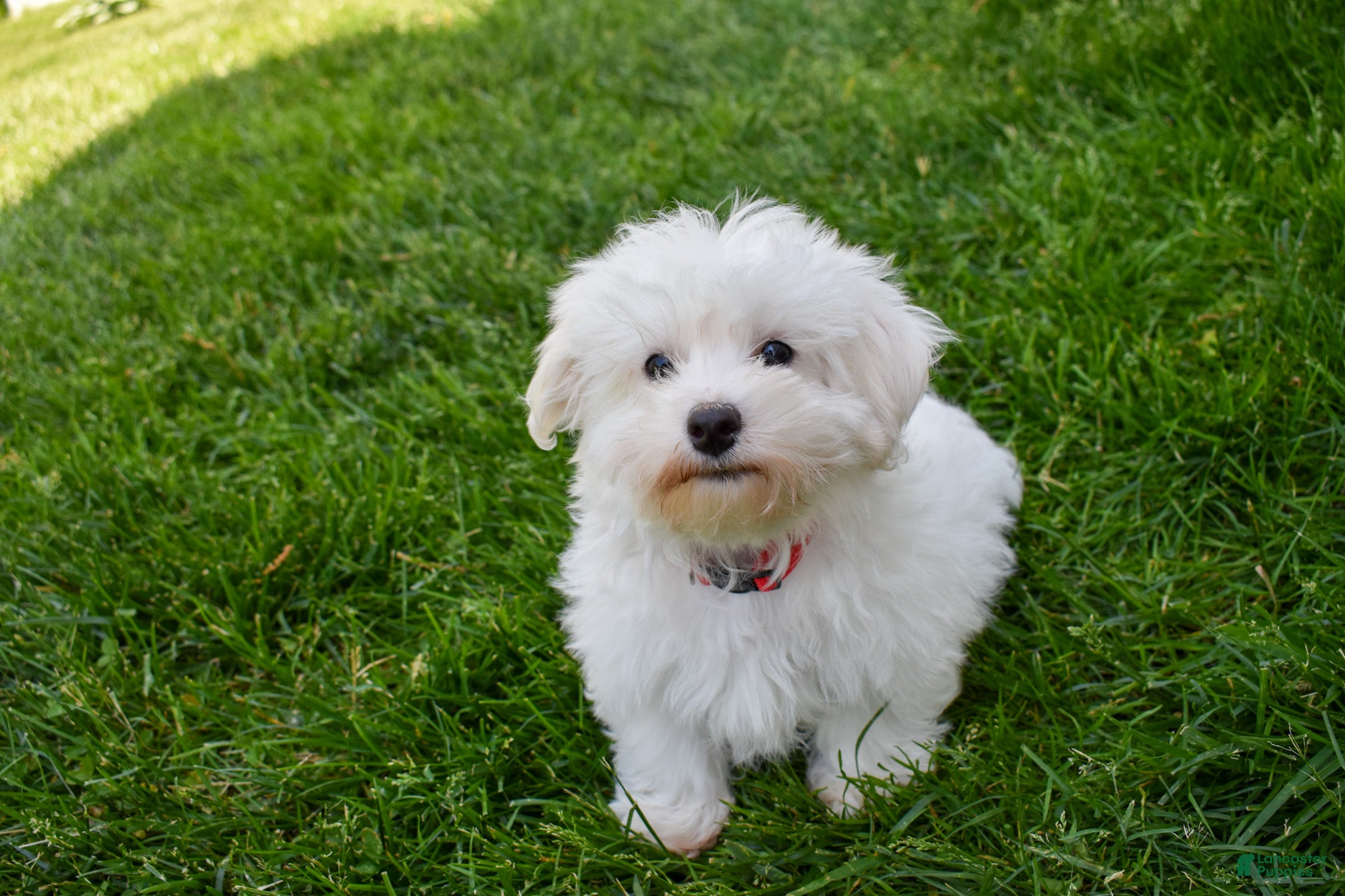Maltese dogs  Jaden - Ad 1