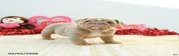 English Bulldog dogs for sale: Rambo - Ad 4