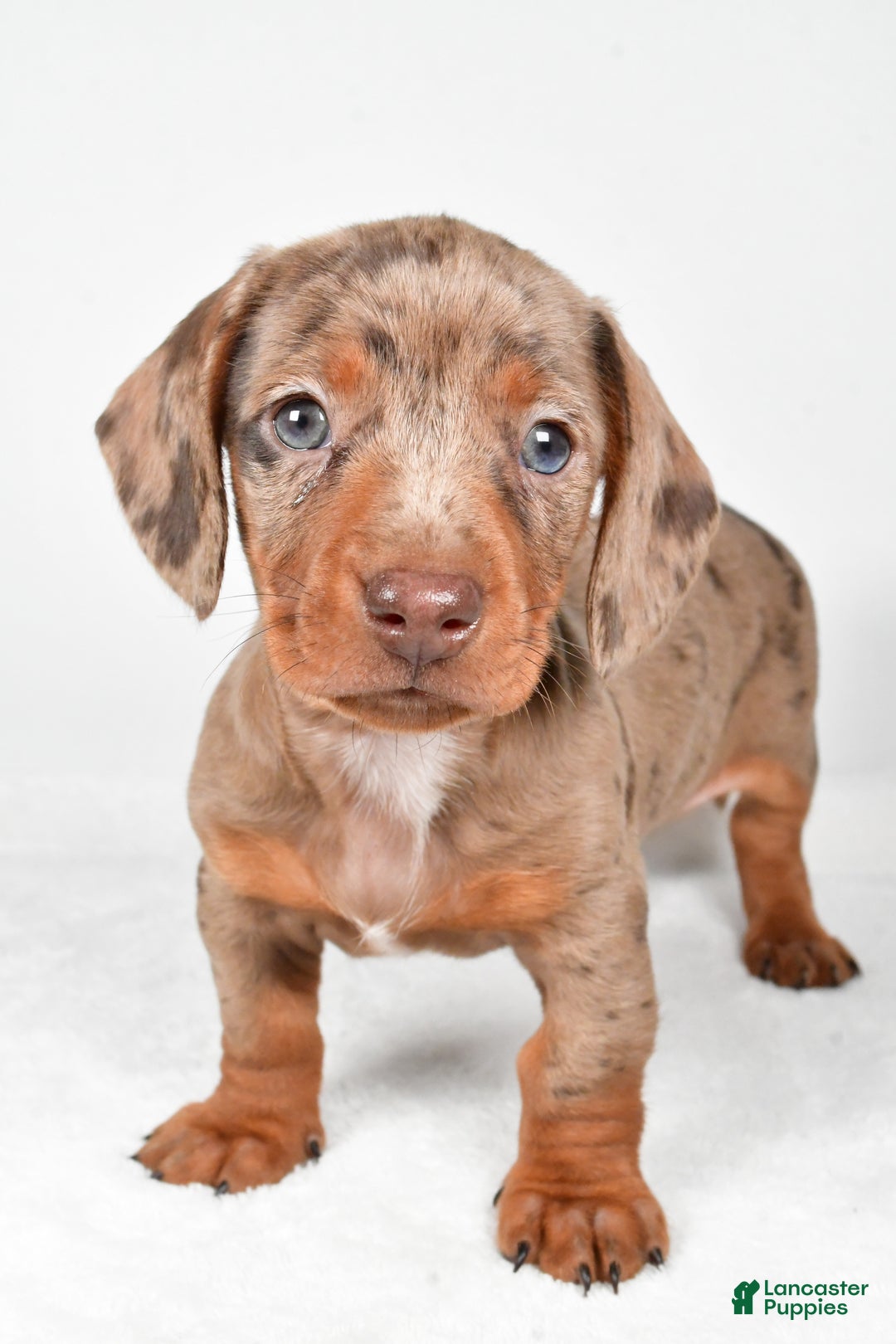 Miniature Dachshund dogs for sale: Finley - Ad 8