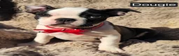 Boston Terrier dogs for sale: Douggie - Ad 5