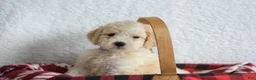 Goldendoodle dogs for sale: Goldendoodle Puppy 8 - Ad 22