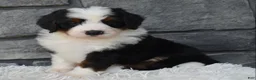 Mini Bernedoodle dogs for sale: Cuddles  - Ad 7