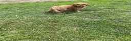 Mini Goldendoodle dogs for sale: Petite Valentino Mini Goldendoodle  - Ad 5