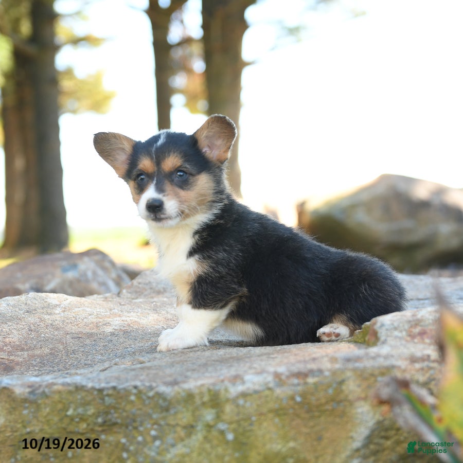 Welsh Corgi Pembroke dogs for sale: Hatty - Ad 2