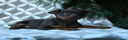 Miniature Pinscher dogs for sale: Athena - Ad 3