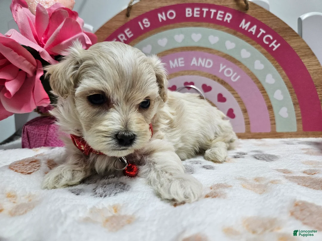 Maltipoo dogs for sale: Maltipoo Roley - Ad 6