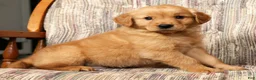 Golden Retriever dogs for sale: Rusty - Ad 8