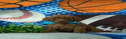 Mini Goldendoodle dogs for sale: Royce 10 lbs full grown - Ad 3
