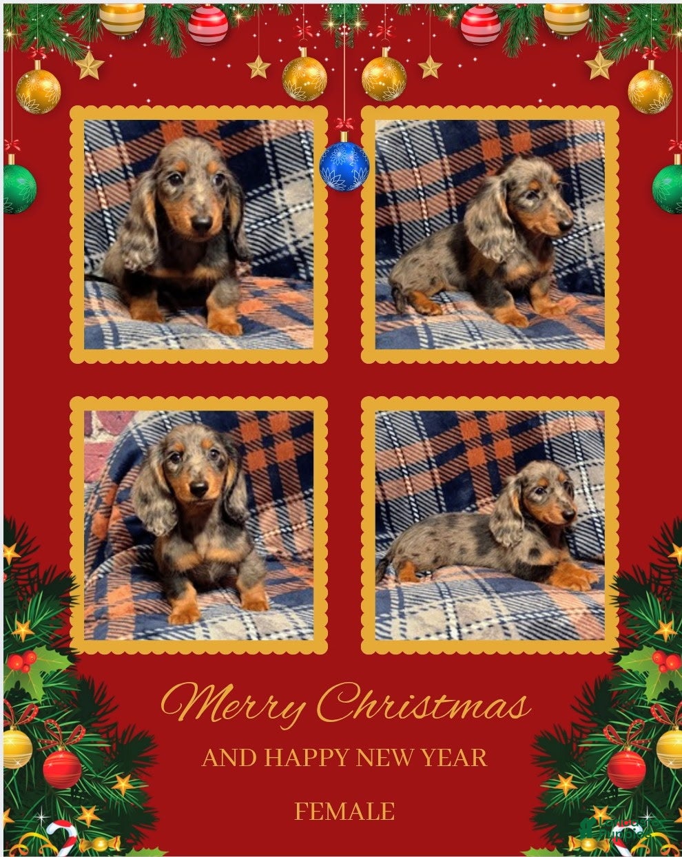 Miniature Dachshund dogs Noel - Ad 15