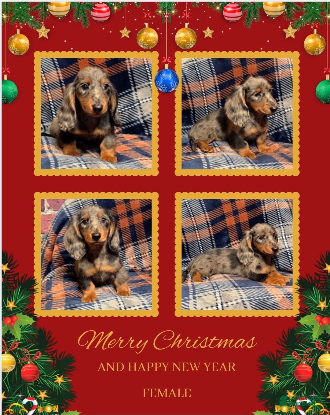 Miniature Dachshund dogs for sale: Noel - Ad 1